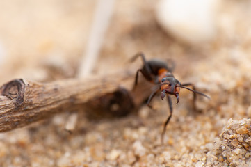 Ant