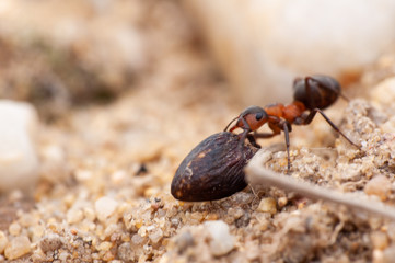 Ant