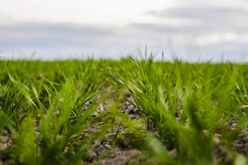 Young wheat seedlings growing on a field in autumn. Young green wheat growing in soil. Agricultural proces. Close up on sprouting rye agriculture on a field sunny day with blue sky. Sprouts of rye.