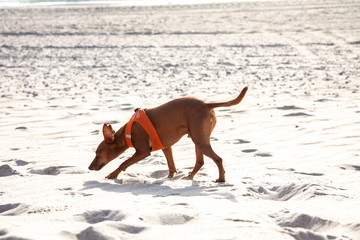 Miniature Pinscher dog outdoor walking on sandy beach