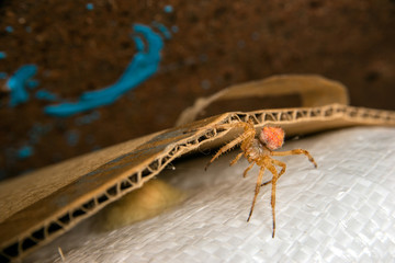 brown spider in the den