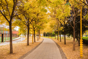 The winding path and golden leaf trees in the park, the concept of autumn color.