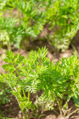 Carrots grow on beds in the garden in the summer