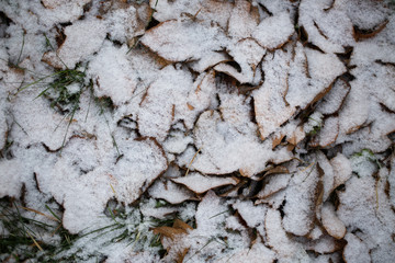 Yellow leaves with First snow background