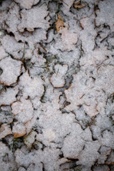 Yellow leaves with First snow background