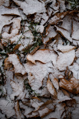 Yellow leaves with First snow background