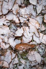 Yellow leaves with First snow background