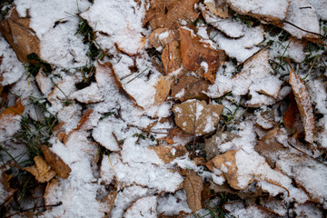 Yellow leaves with First snow background