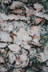 Yellow leaves with First snow background