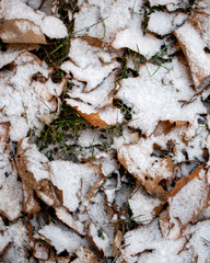 Yellow leaves with First snow background