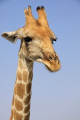 Fototapeta na wymiar Giraffe portrait
