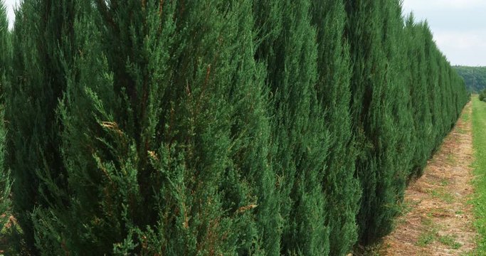 White cedar perspective walkway. Thuja occidentalis evergreen. 4k Ultra HD cinematic video
