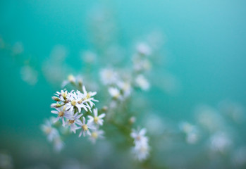 Fototapeta na wymiar Wild White Daisy Blue Tones Flowers