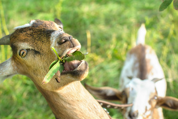 Obraz premium Crazy nubian goat kid