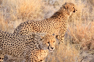Naklejka premium Two cheetahs in Namibia