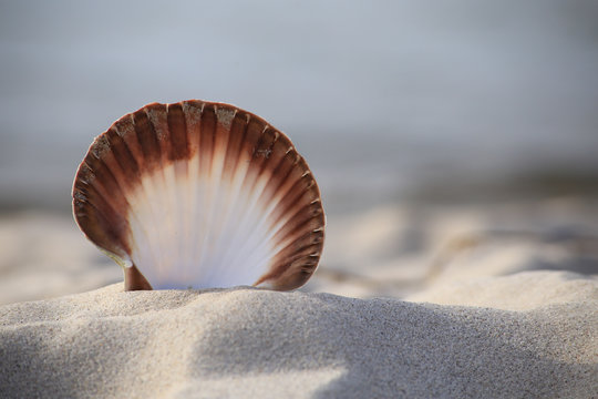 Close-up of a seashell on the beach