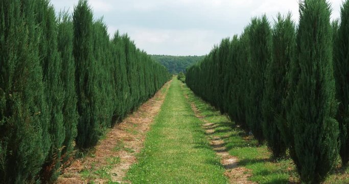 White cedar perspective walkway. Thuja occidentalis evergreen. 4k Ultra HD cinematic video