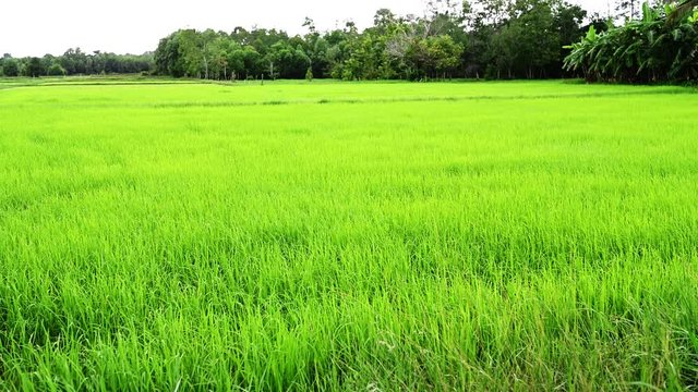 Green young rice field texture with  Green rice plants,4K footage