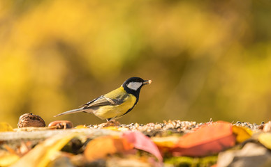 Great titmouse on the feeder an autumns day