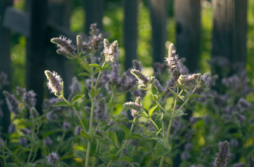 Peppermint flowers closeup