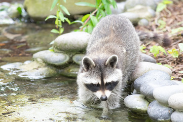 racoon © Antoine
