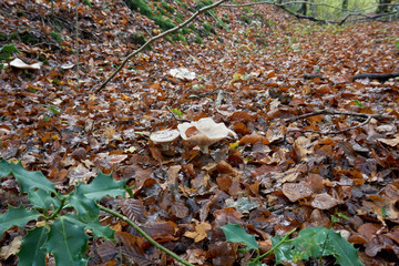 Obraz premium Wachsstieliger Trichterling.