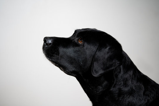 Black and old labrador retriever dog portrait in studio