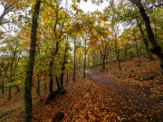 Obraz premium Path in the middle of the chestnut forest with the dry leaves on the ground