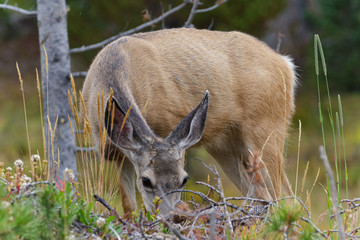 Colorado Wildlife. Wild Deer on the High Plains of Colorado
