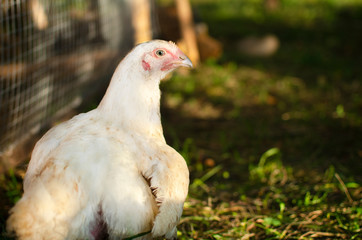Conceptual photo of happy chick on farm with free walking and freedom