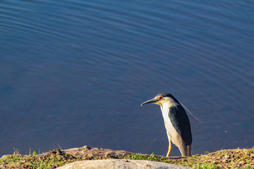 Black-crowned Night Heron in breeding plumage 
