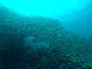 Fototapeta na wymiar Just some fishes, Galapagos Islands
