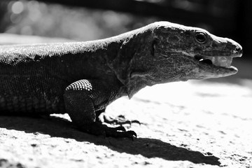 lizard or dinosaur?