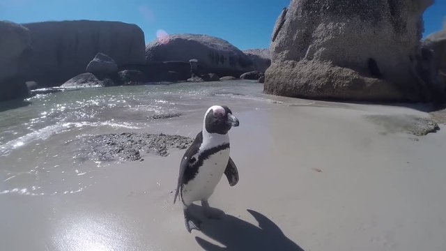 Penguins at Boulders Beach, Simonstown, South Africa