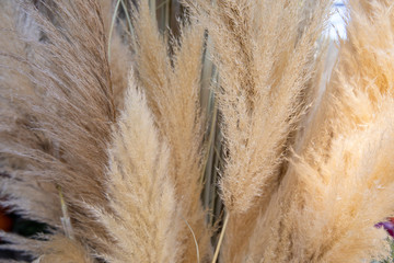 Cortaderia selloana or pampas grass with graceful white inflorescence plumes flowering in October, Greece.