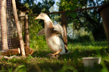 Dancing duck on free walking, conceptual photo of happy duck on farm with freedom