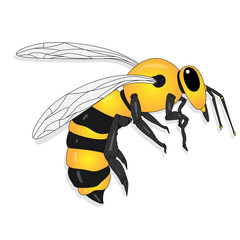 Vector illustration of honey bee on white background. .