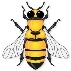 Vector illustration of honey bee on white background. .