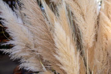 Cortaderia selloana or pampas grass with graceful white inflorescence plumes flowering in October, Greece.