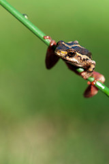 Natal Tree Frog, holding on, desperation, symbolic of life, when the going gets tough, hanging off a twig, branch, about to fall, hanging down, weather the storm