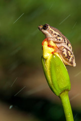 Natal Tree Frog, holding on, desperation, symbolic of life, when the going gets tough, hanging off a twig, branch, about to fall, hanging down, weather the storm