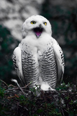 Mouth (beak) open, scream. White polar owl in summer, wild bird of prey, expressive yellow eyes.