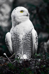 Surprise half-turn. White polar owl in summer, wild bird of prey, expressive yellow eyes.