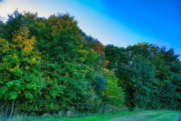 trees starting to fall in autumn colors