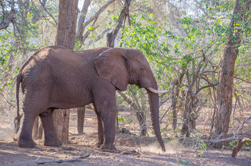 Fototapeta premium Game viewing in South Africa a large African elephant isolated in its natural habitat, image in horizontal format