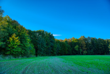 trees starting to fall in autumn colors