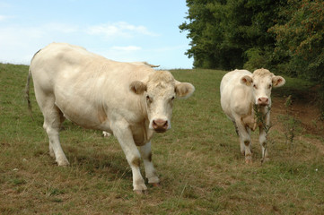 Naklejka na ściany i meble Vaches dans une prairies vertes Cows in a green meadow