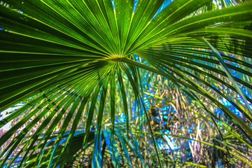 Palm branch, botanical garden