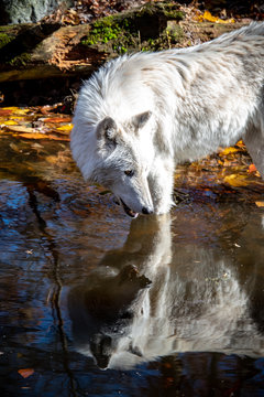 An Arctic wolf standing in a pond with his reflection looking back at him while surrounded by fallen Autumn colored leaves and a moss covered tree