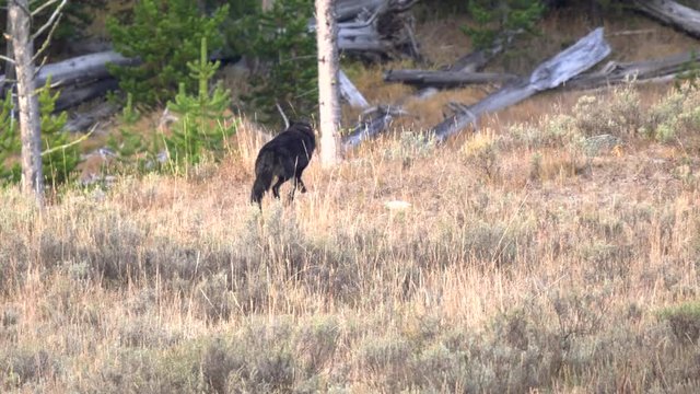 tracking shot of a lone black wolf starting to run at the hayden valley of yellowstone national park in wyoming, usa